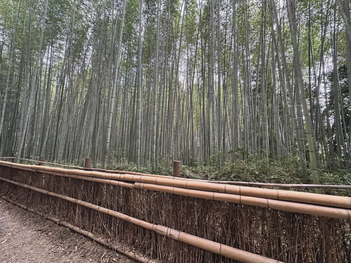 京都 | 嵐山一日遊