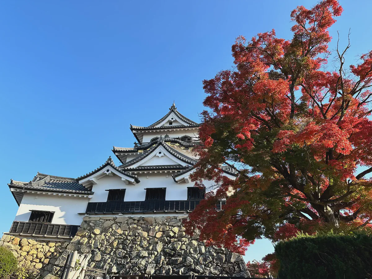 滋賀｜彥根城、玄宮園